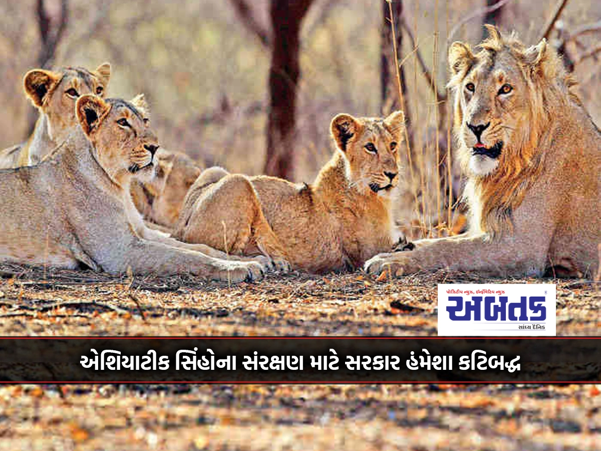 The government is always committed to the protection of Asiatic lions, the jewel of Gujarat