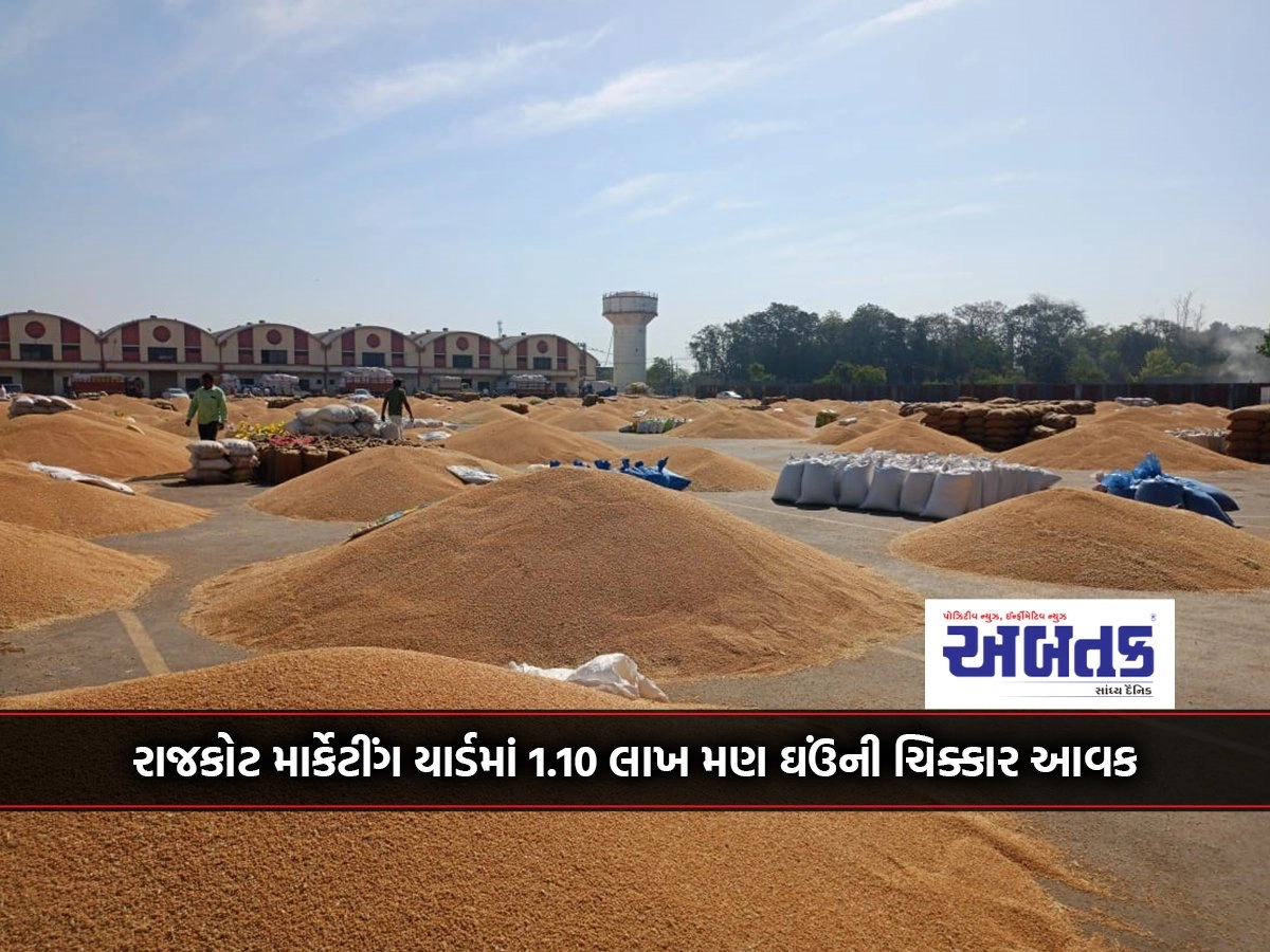 1.10 lakh maunds of wheat yield in Rajkot marketing yard