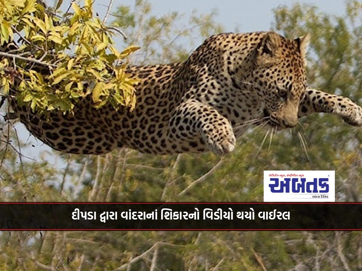 Leopard monkey hunt in Sariska Tiger Reserve