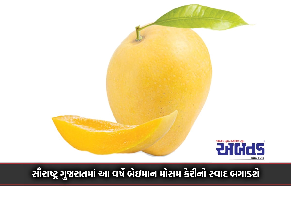 Unfair season in Saurashtra Gujarat this year will spoil the taste of mangoes