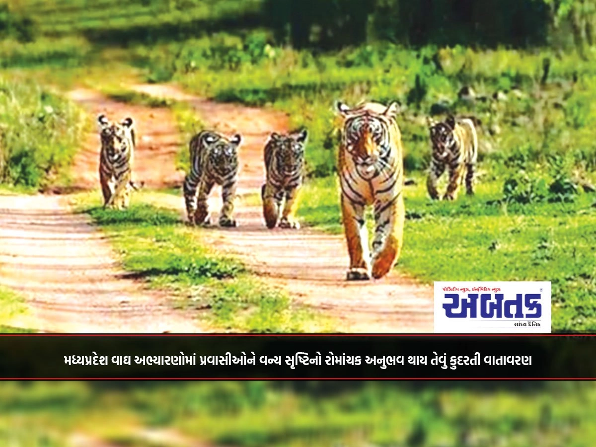 મધ્યપ્રદેશ વાઘ અભ્યારણોમાં પ્રવાસીઓને વન્ય સૃષ્ટિનો રોમાંચક અનુભવ થાય તેવું કુદરતી વાતાવરણ