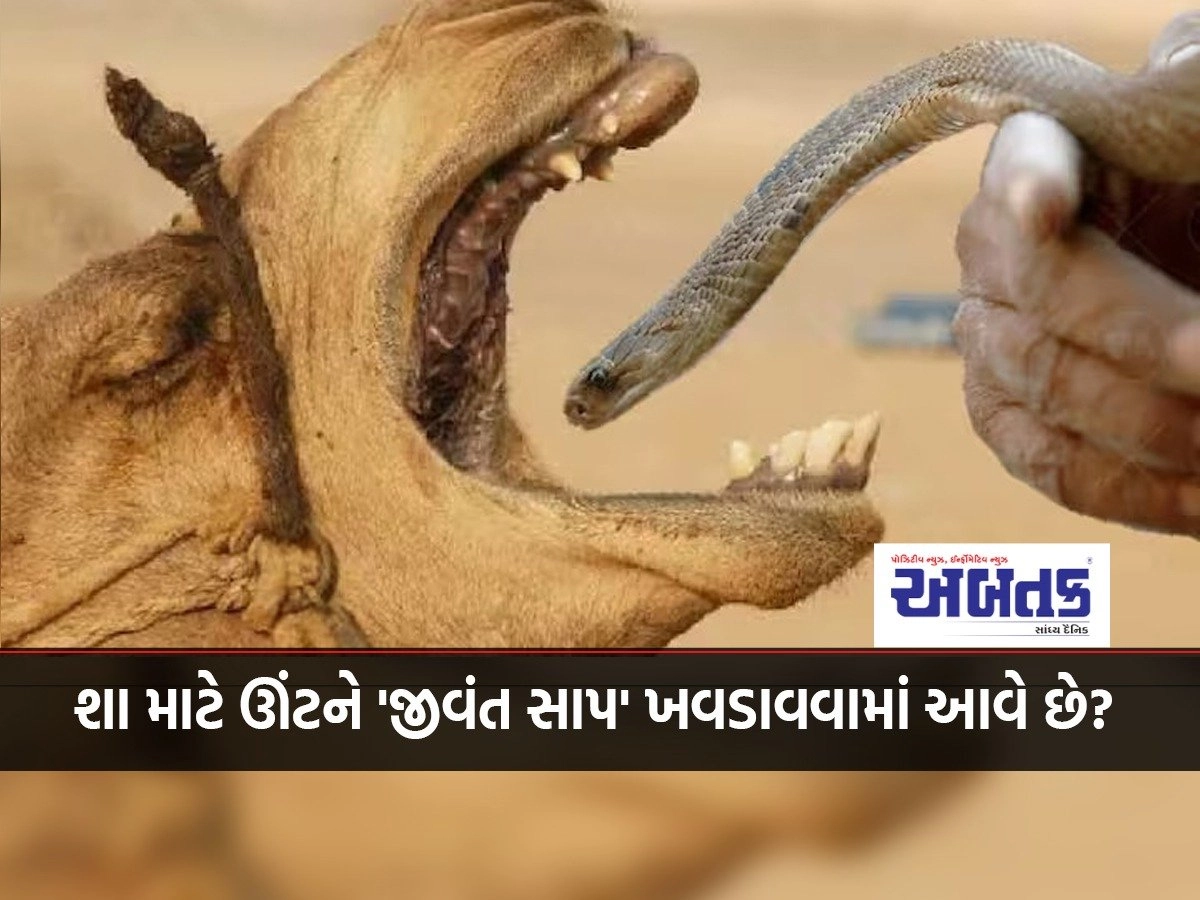 Camel: Why are camels fed 'live snakes'? You will also be shocked to know