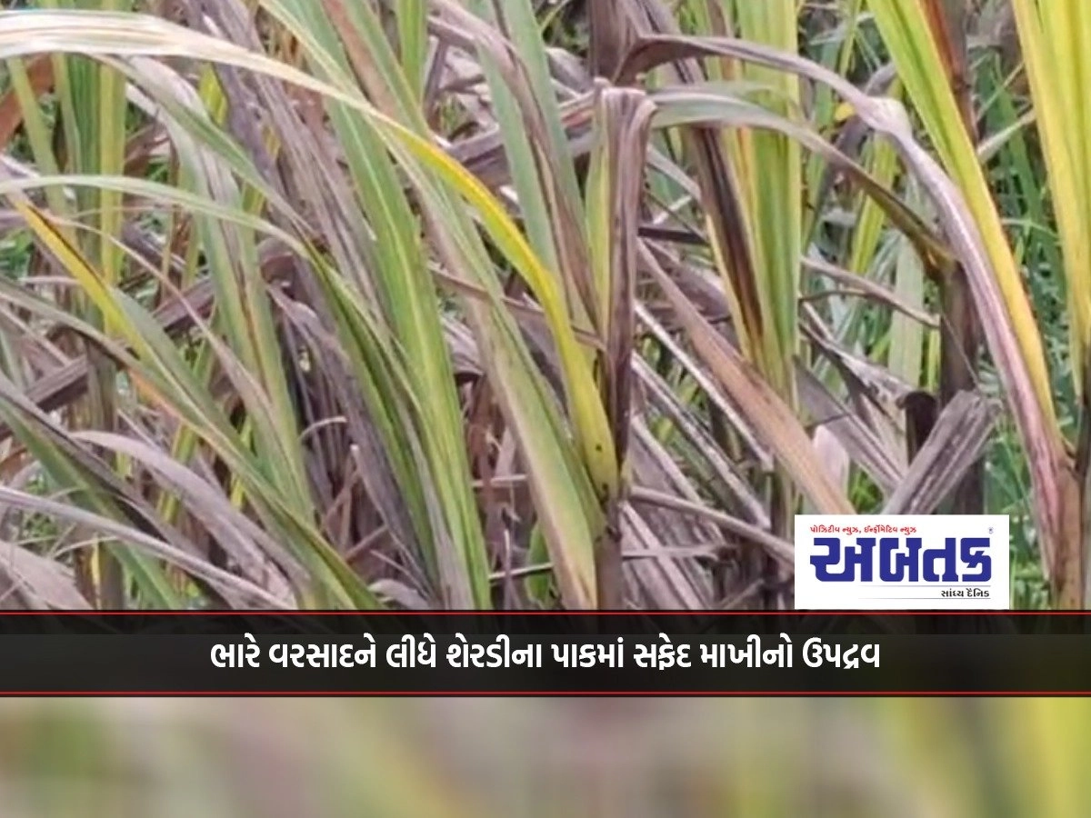 Surat: Whitefly infestation in sugarcane crop due to heavy rains