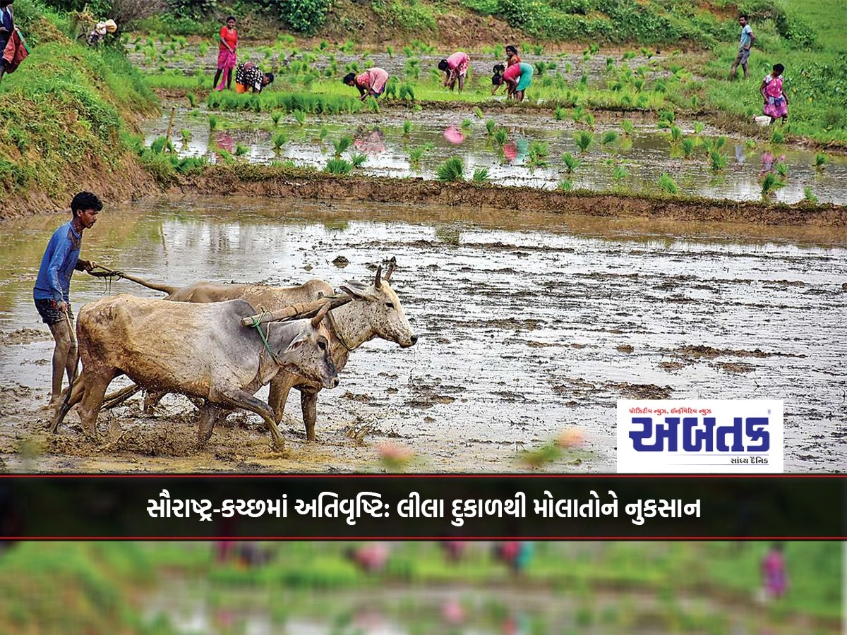 સૌરાષ્ટ્ર-કચ્છમાં અતિવૃષ્ટિ: લીલા દુકાળથી મોલાતોને નુકસાન