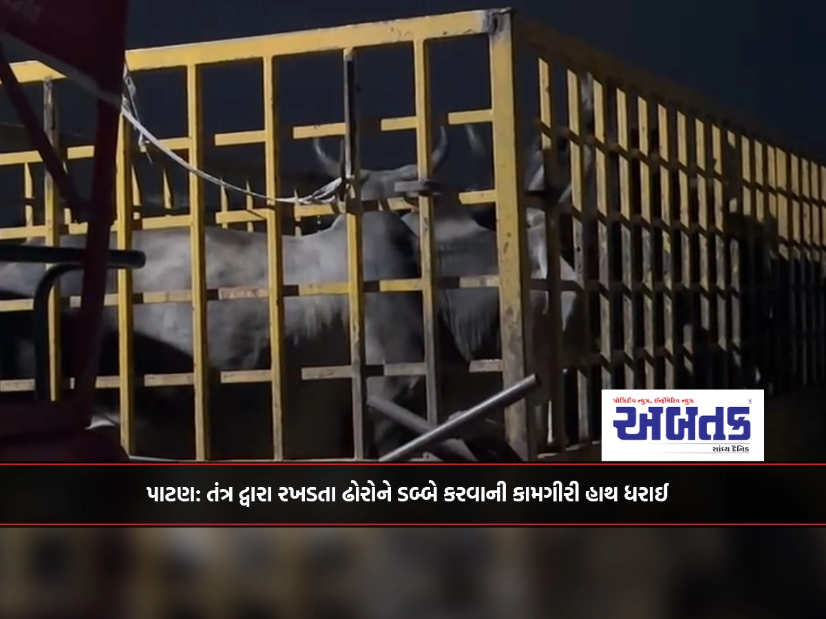 Patan: Operation of canning of stray cattle was carried out by the system