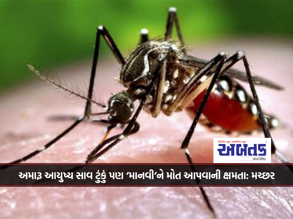 અમારૂ આયુષ્ય સાવ ટુંકું પણ ‘માનવી’ને મોત આપવાની ક્ષમતા: મચ્છર