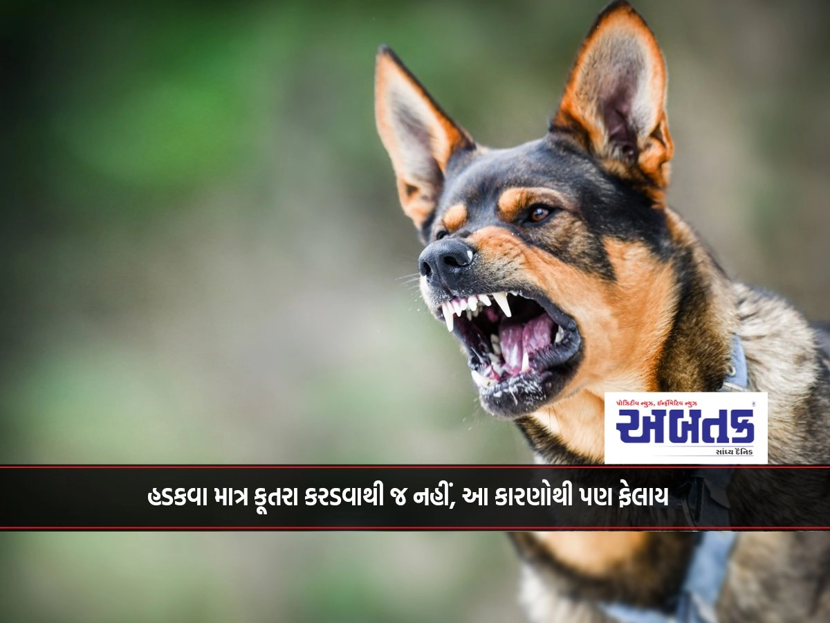 World Rabies Day: Rabies is spread not only by dog ​​bites, but also by these causes