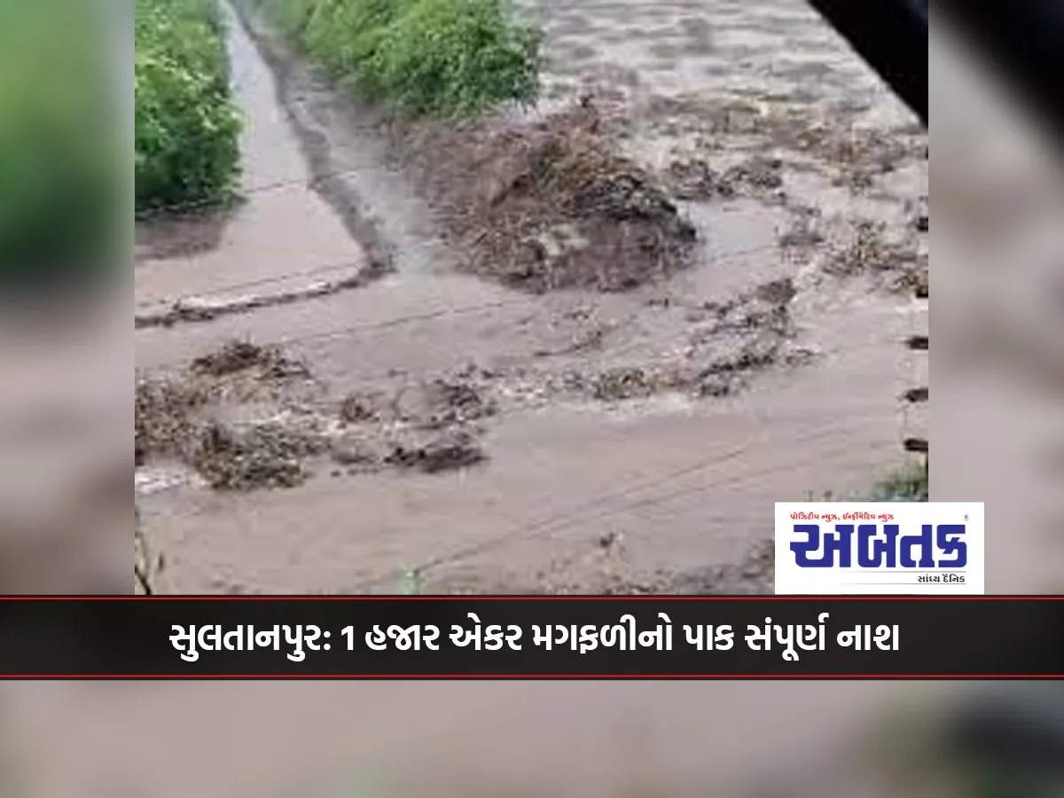 Sultanpur: 1 Thousand Acres Groundnut Crop Completely Destroyed