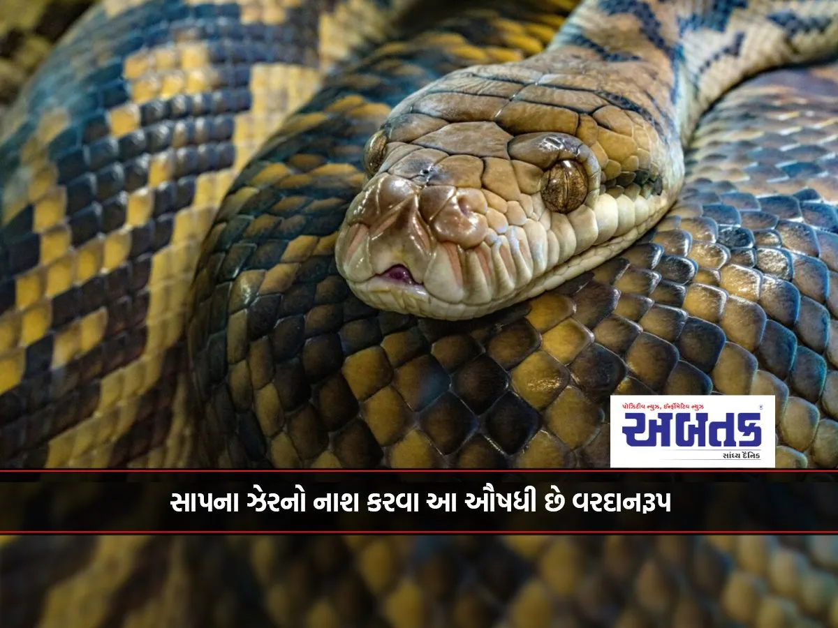 This Medicine Is Boon To Destroy Snake Venom