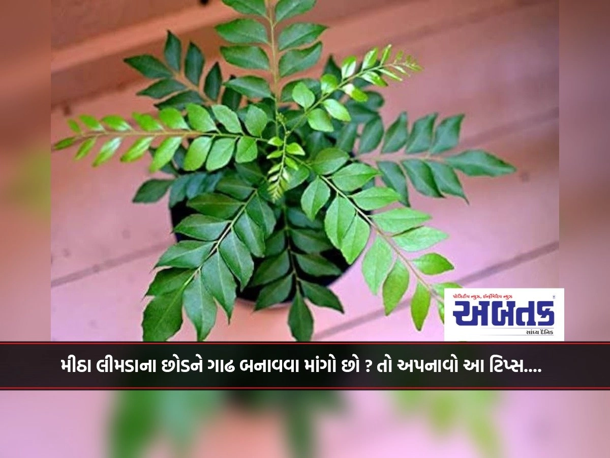 Want to thicken sweet neem plants? So follow these tips….