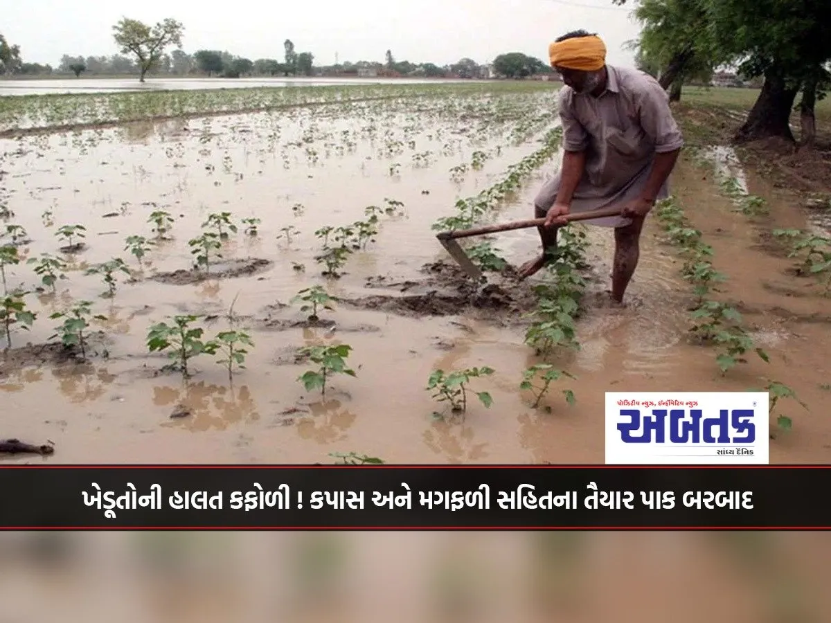The Condition Of Farmers Is Bad! Destruction Of Canned Crops Including Cotton And Groundnut