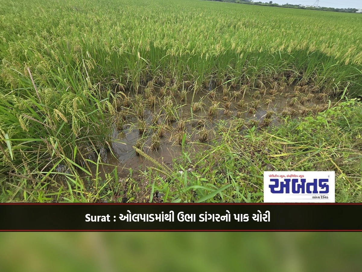 Surat: Stealing standing paddy crop from Olpad