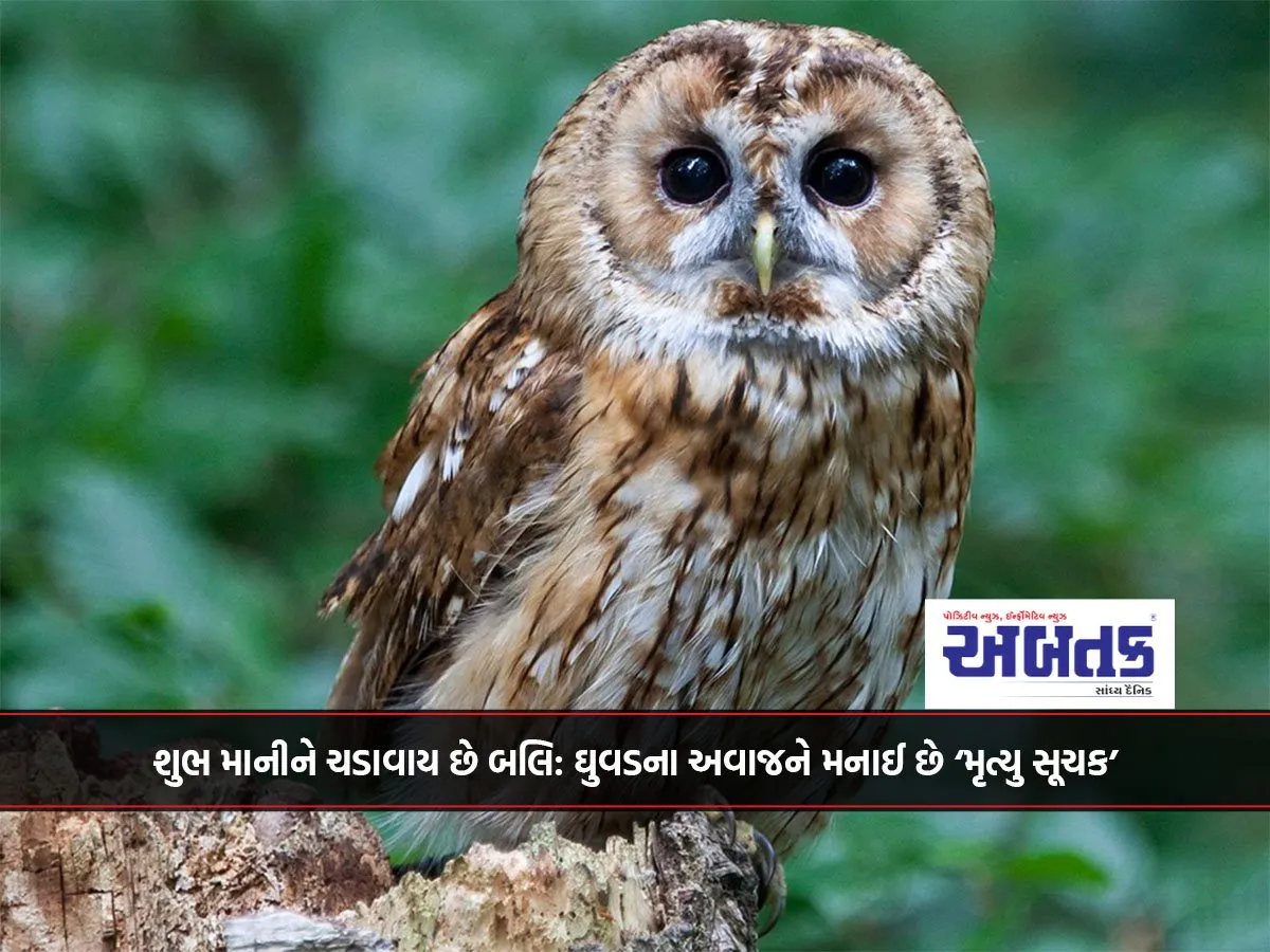 શુભ માનીને ચડાવાય છે બલિ: ઘુવડના અવાજને મનાઈ છે ‘મૃત્યુ સૂચક’