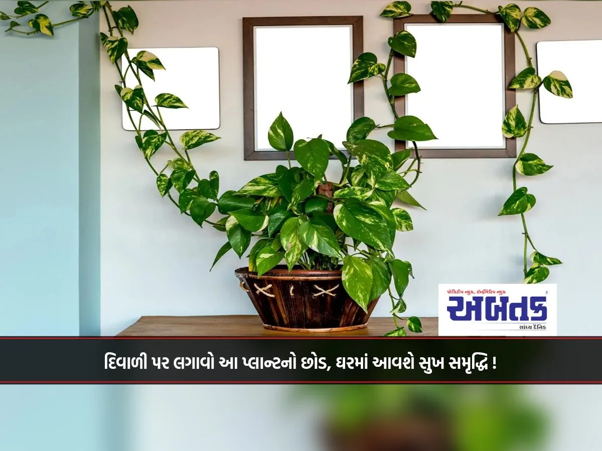 Plant This Plant On Diwali, Happiness And Prosperity Will Come To The House!