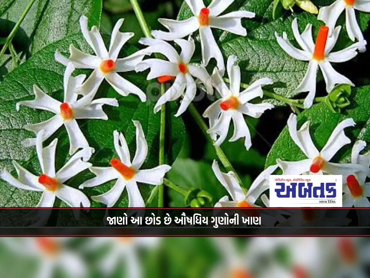 Know This Plant Is A Mine Of Medicinal Properties