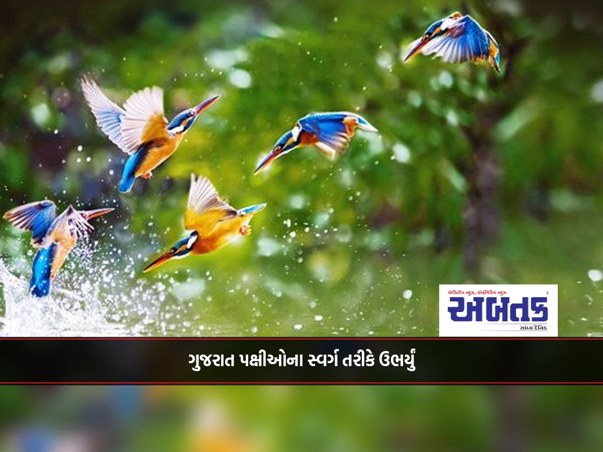 Gujarat emerged as a paradise for birds