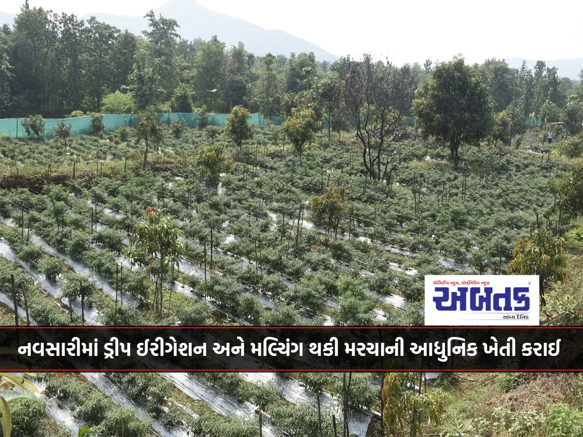 Modern Cultivation Of Thaki Marcha Using Drip Irrigation And Mulching Was Done In Surat