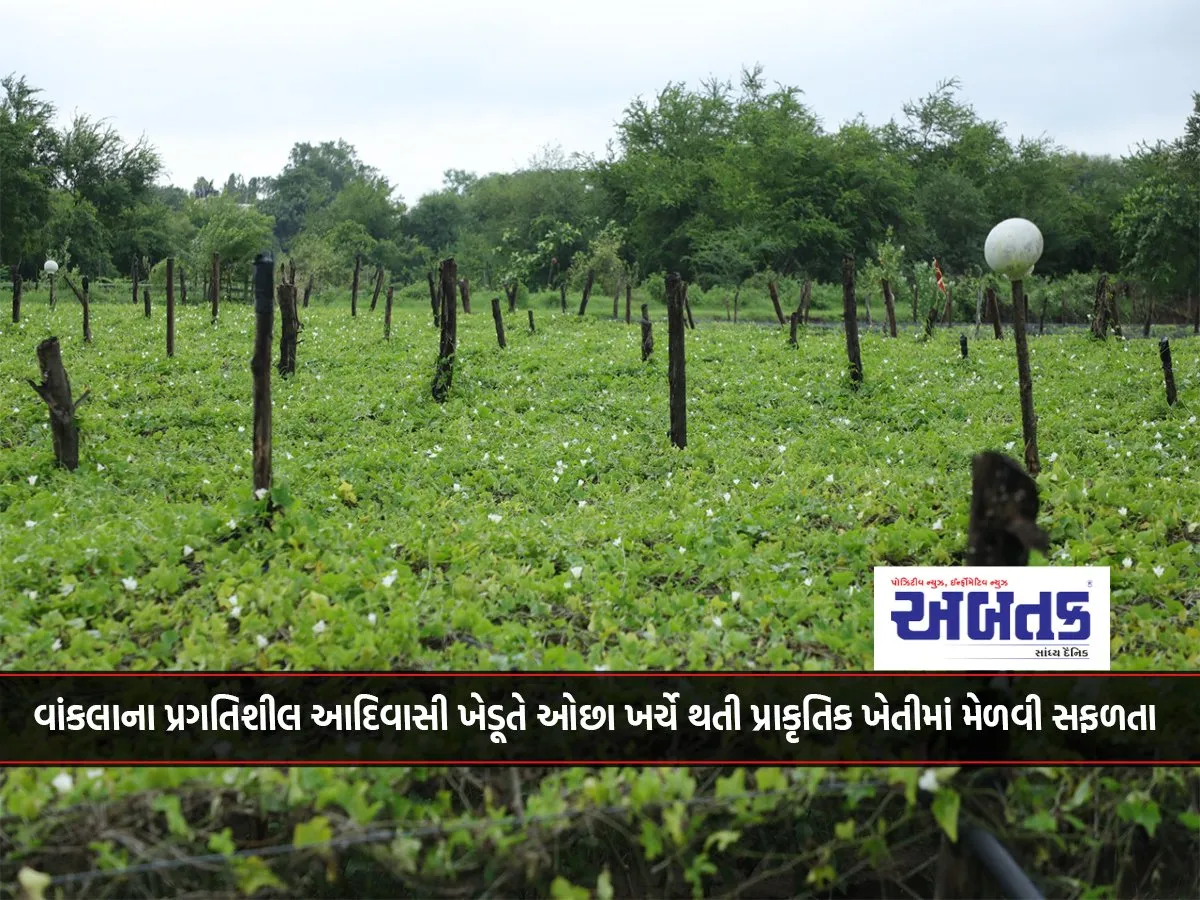 Surat: Progressive Tribal Farmer From Wankla Achieves Success In Low-Cost Natural Farming