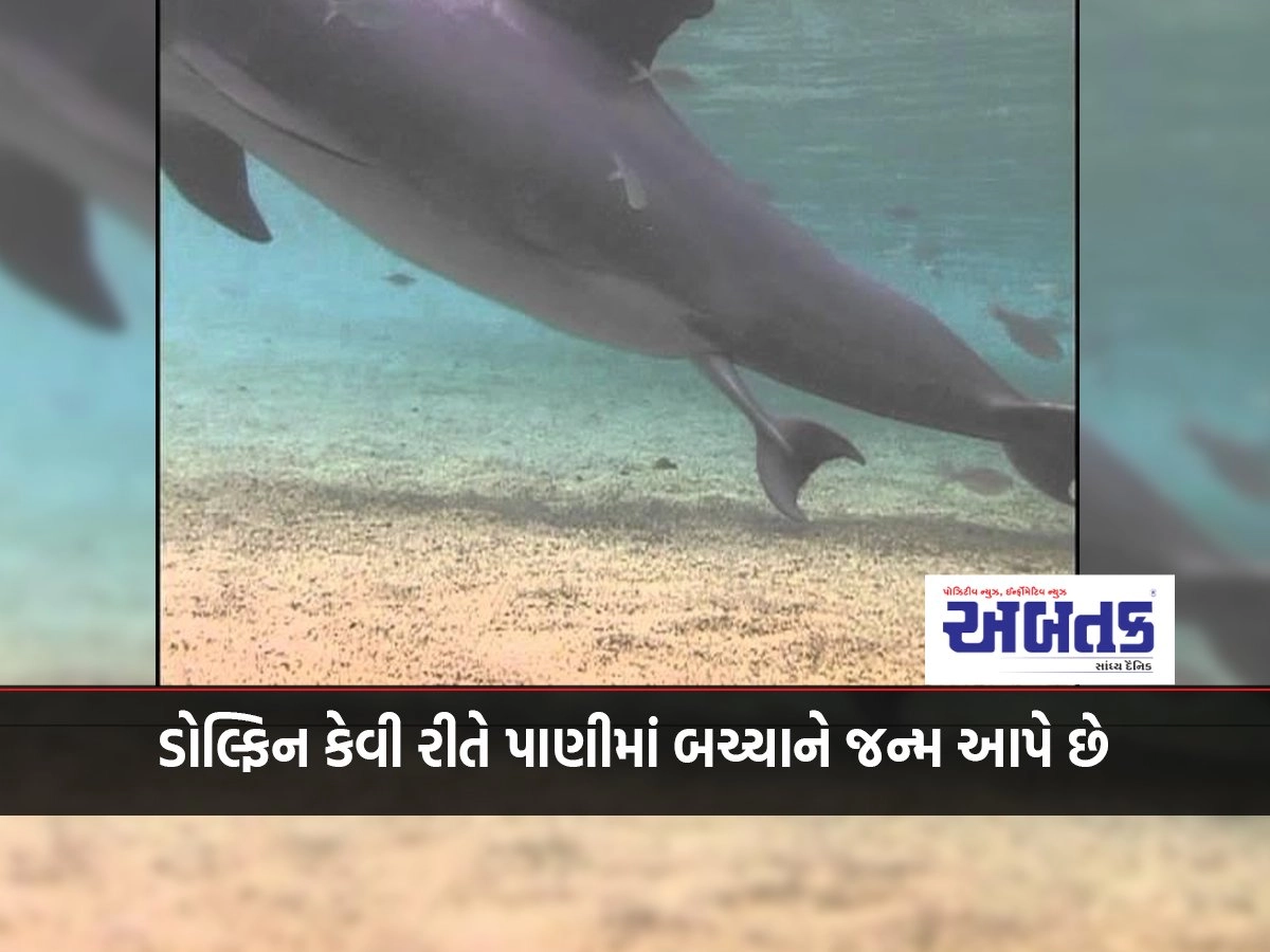 How dolphins give birth in water, amazing scene caught on camera