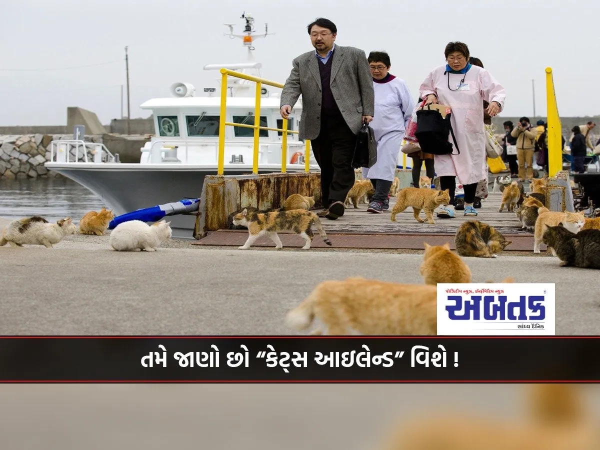 You Know About &Quot;Cats Island&Quot;!