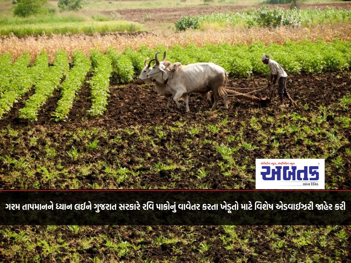 Taking Note Of The Hot Temperature, The Gujarat Government Has Issued A Special Advisory For Farmers Planting Rabi Crops