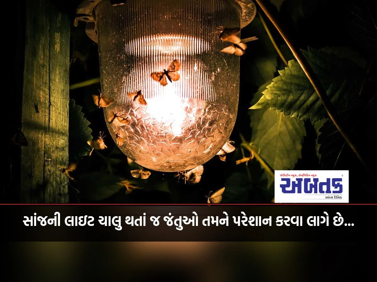 Insects Start Bothering You As Soon As The Evening Lights Turn On…