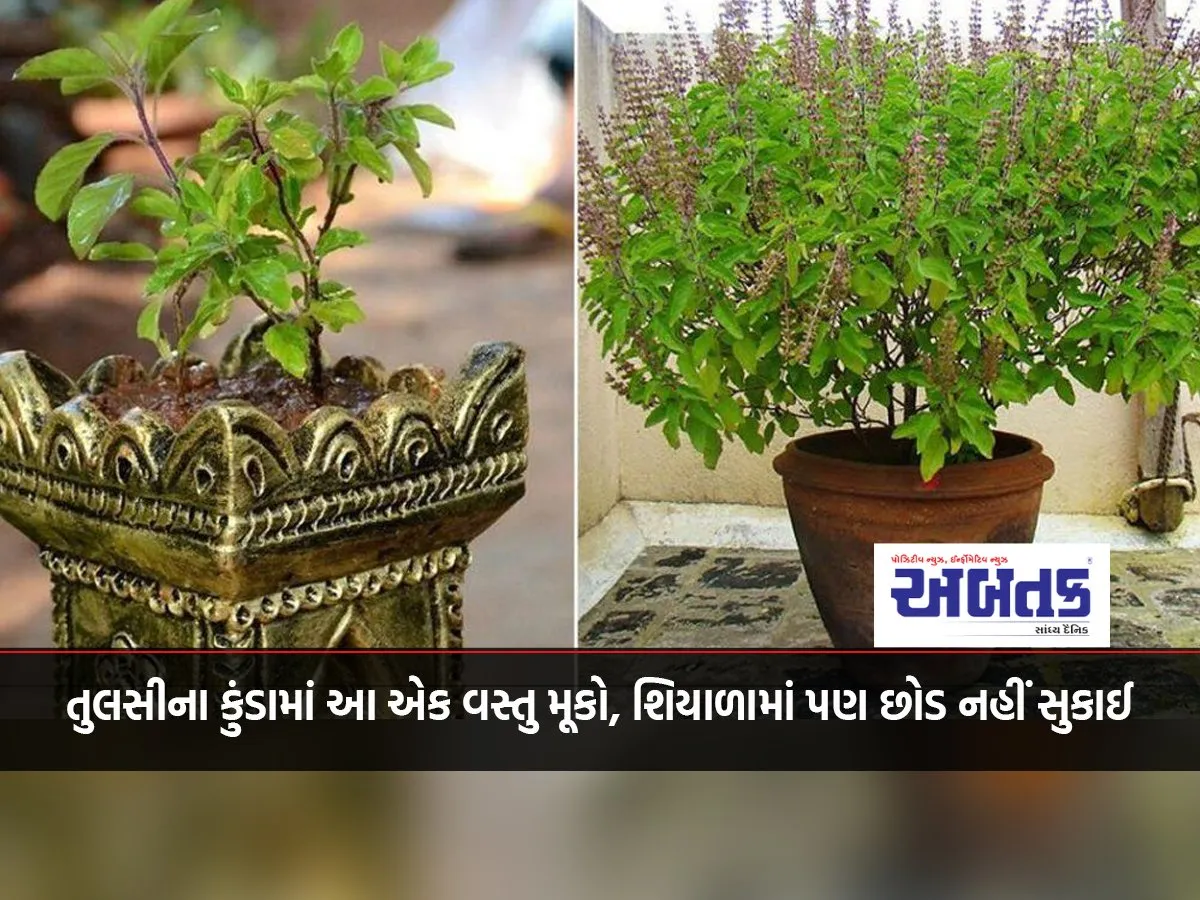 Put This One Thing In The Tulsi Trough, Even In Winter The Plant Will Not Dry Up