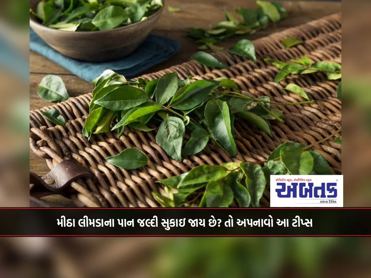 Do Sweet Neem Leaves Dry Quickly? So Follow These Tips