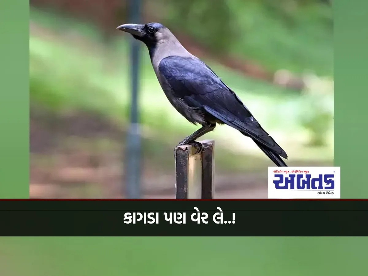 Even Crows Take Revenge..! Experts Claim