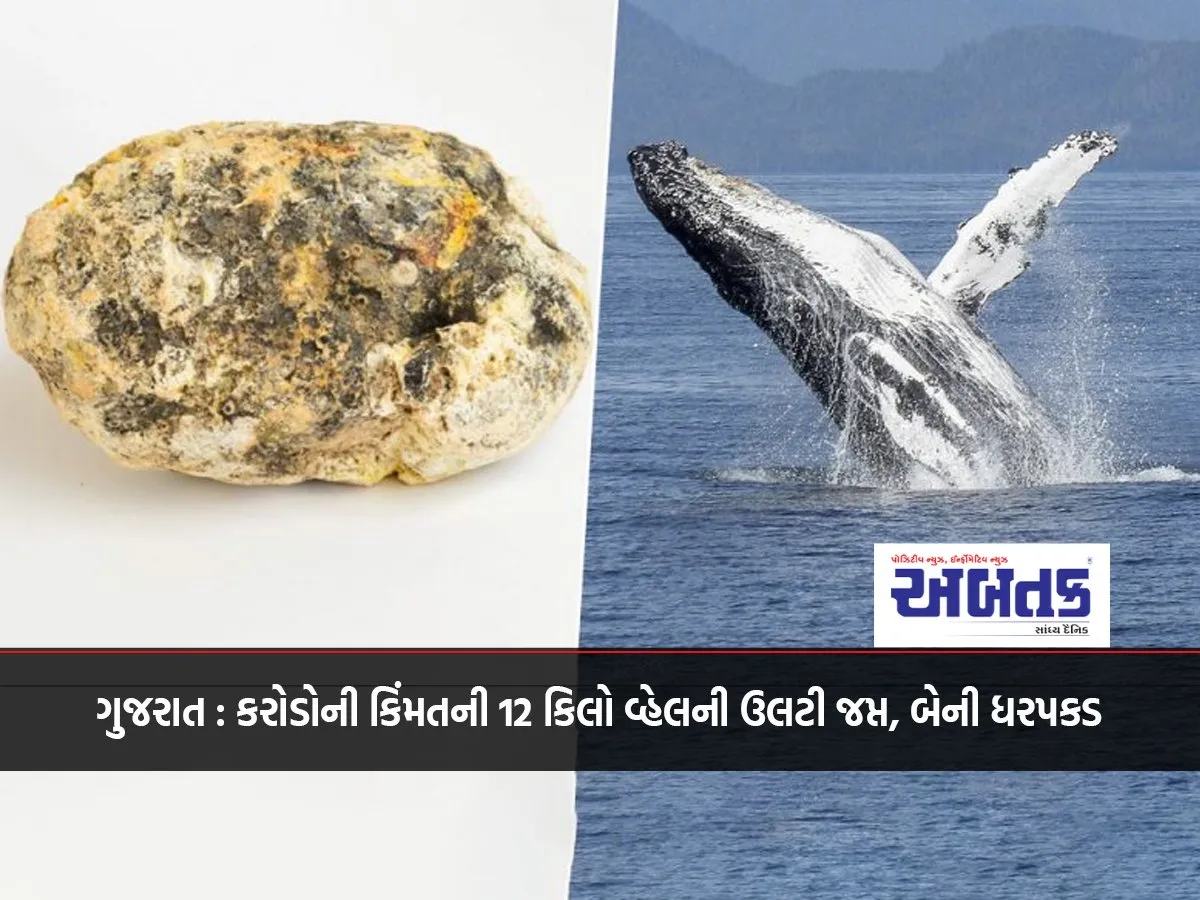 Gujarat: 12 Kg Of Whale Vomit Worth Crores Seized, Two Arrested