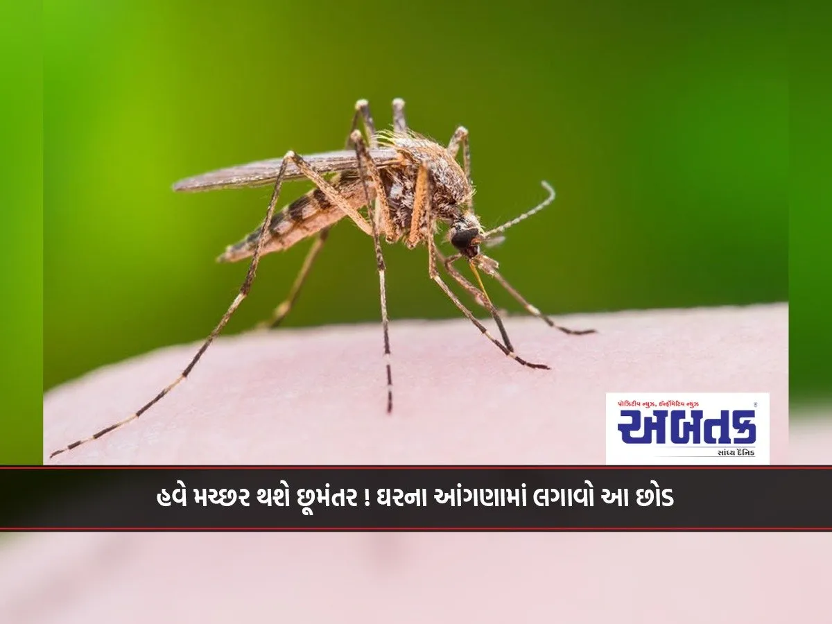 હવે મચ્છર થશે છૂમંતર ! ઘરના આંગણામાં લગાવો આ છોડ