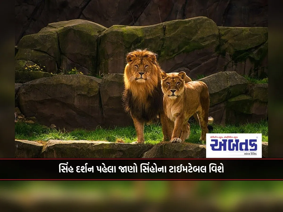 Before Lion Darshan, Know About Lion'S Timetable