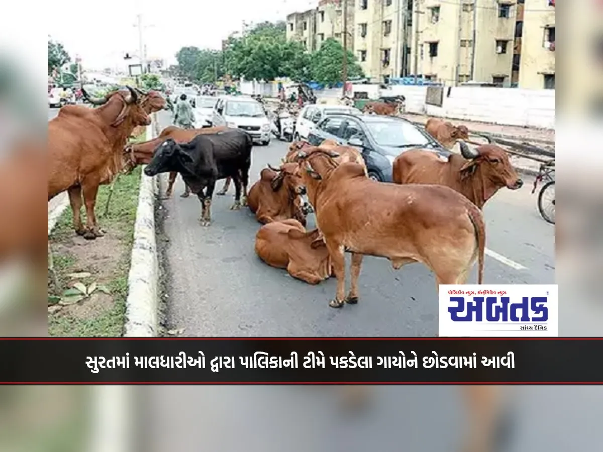 The Cows Caught By The Municipal Team Were Released By The Maldharis In Surat