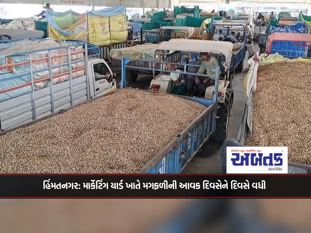 Himmatnagar: Groundnut Revenue Increased Day By Day At The Marketing Yard