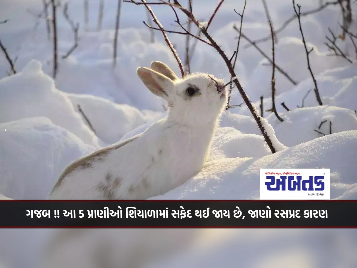 Awesome!! These 5 animals turn white in winter, know the interesting reason