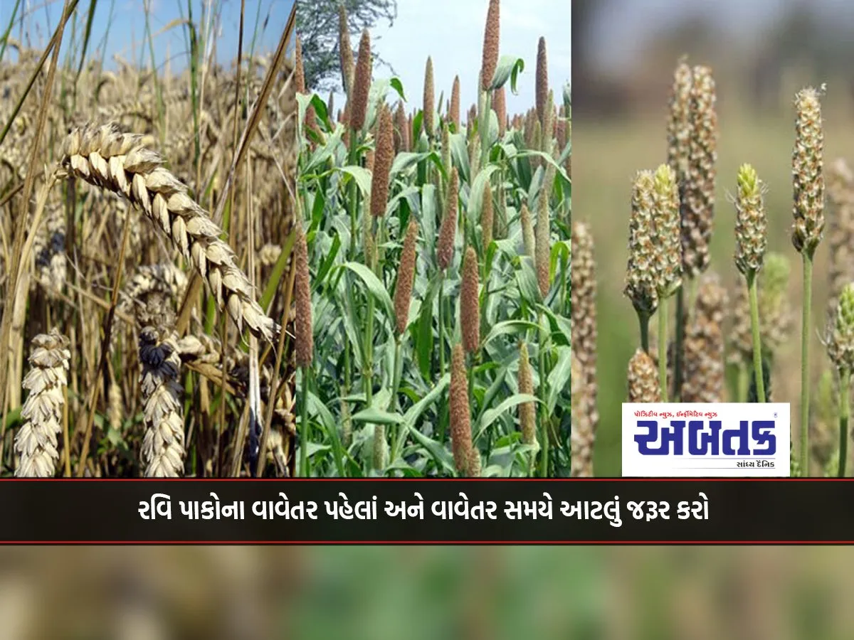 Apply This Before And During Sowing Of Rabi Crops