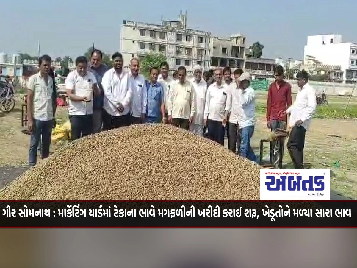 Gir Somnath: Groundnut purchase started at support price in marketing yard, farmers got good prices