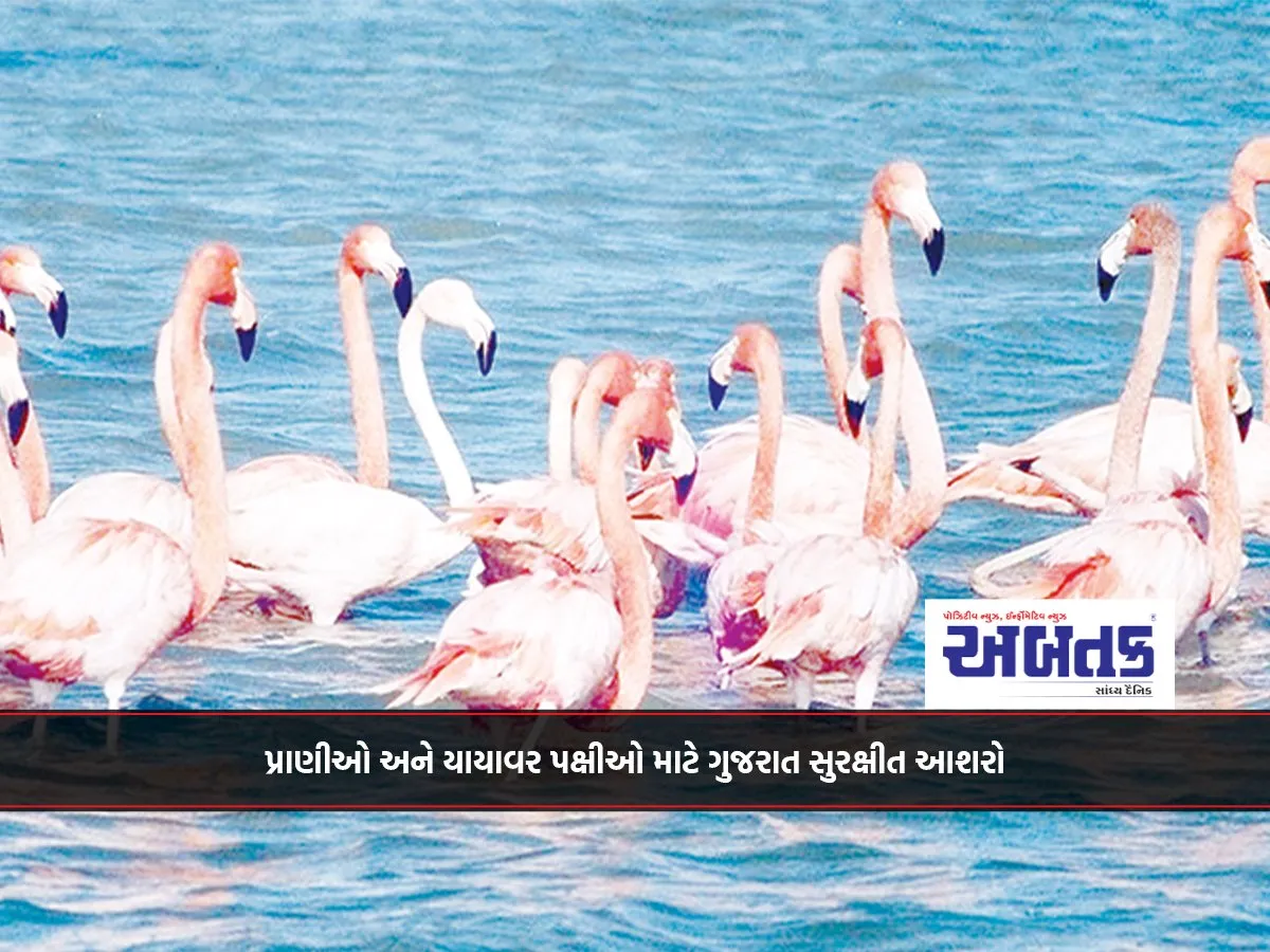 પ્રાણીઓ અને યાયાવર પક્ષીઓ માટે ગુજરાત સુરક્ષીત આશરો’