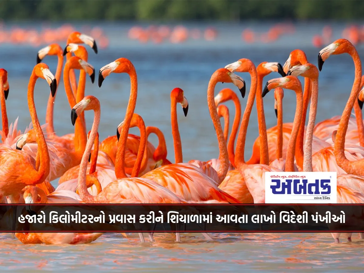 હજારો કિલોમીટરનો પ્રવાસ કરીને શિયાળામાં આવતા લાખો વિદેશી પંખીઓ