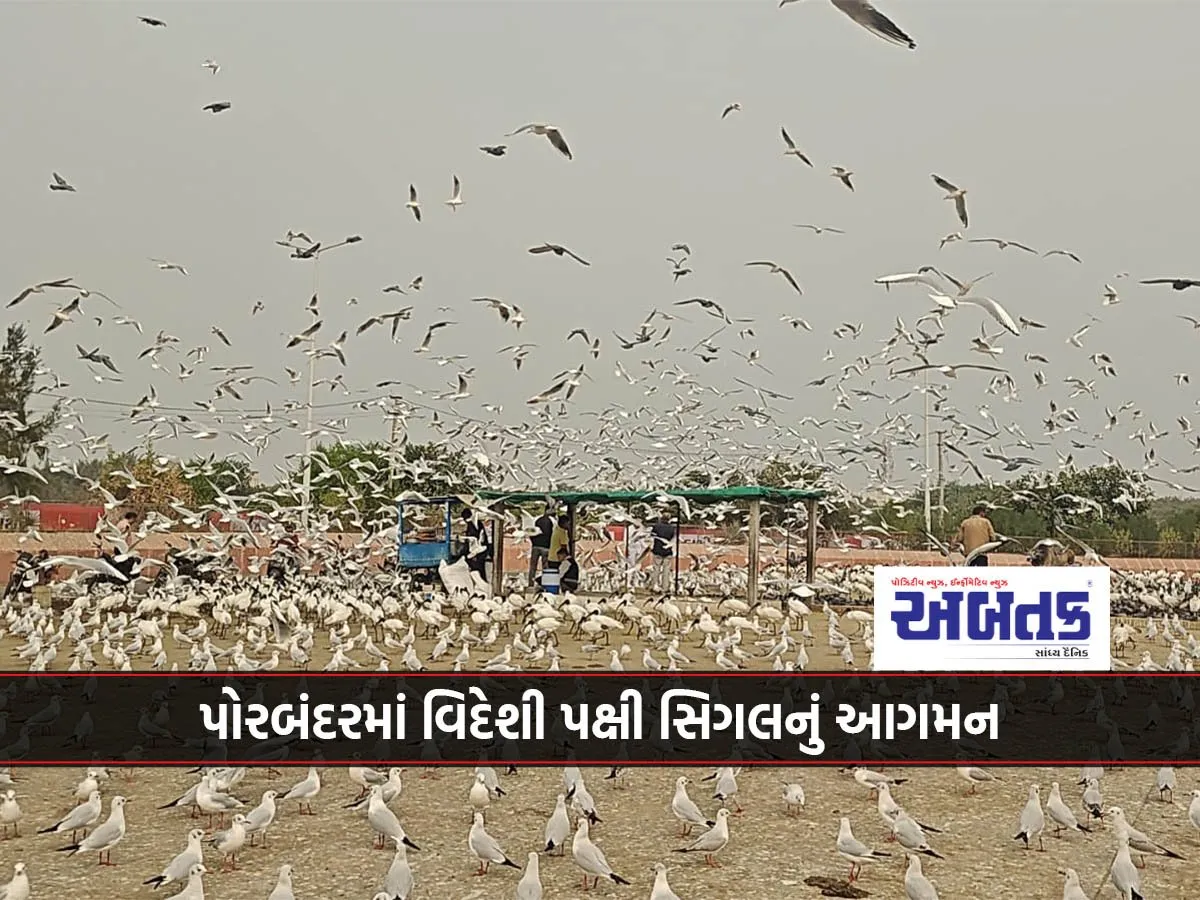 પોરબંદરમાં વિદેશી પક્ષી સિગલનું આગમન