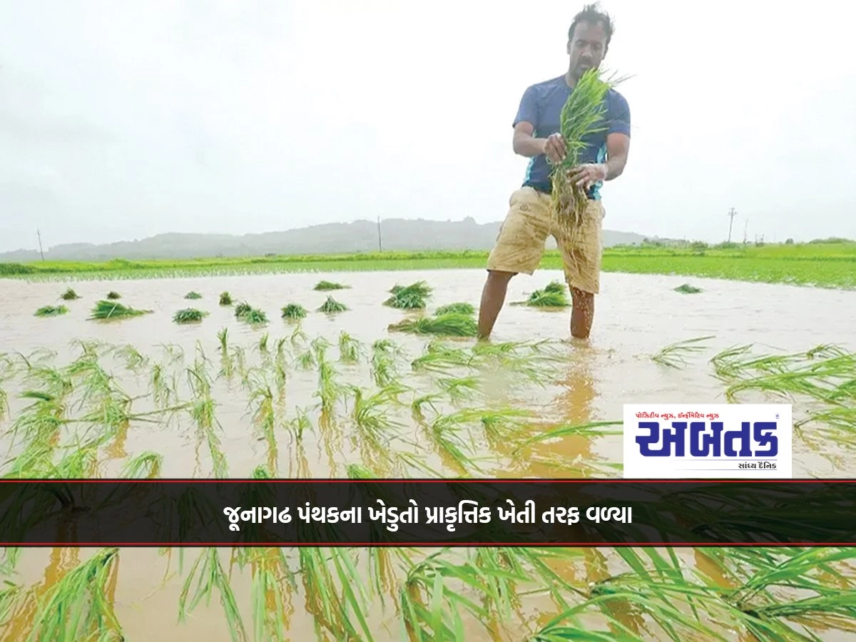 Farmers Of Junagadh District Turned To Natural Farming