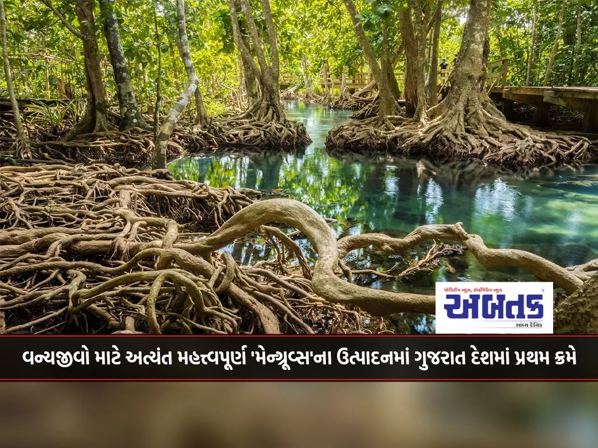 Gujarat ranks first in the country in the production of 'mangroves', which are extremely important for wildlife.