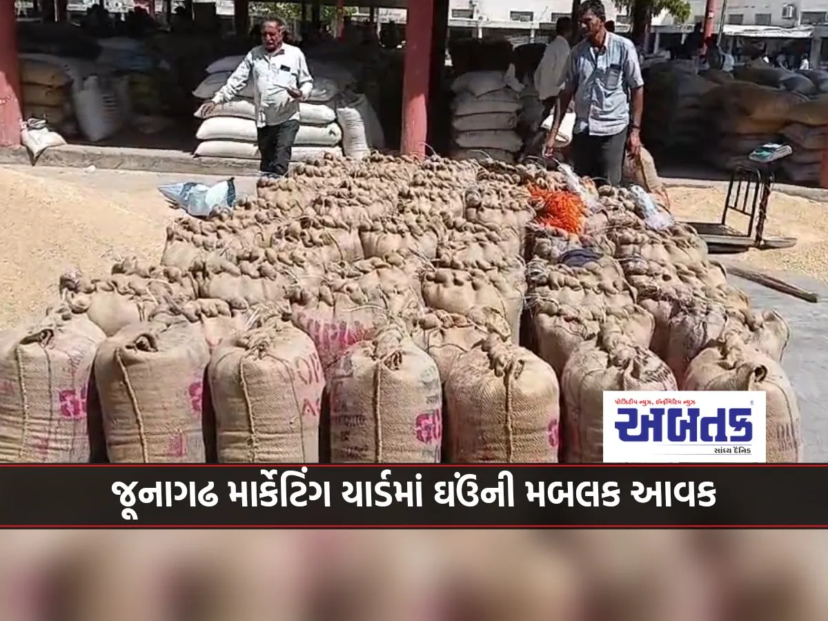 Huge wheat harvest at Junagadh Marketing Yard