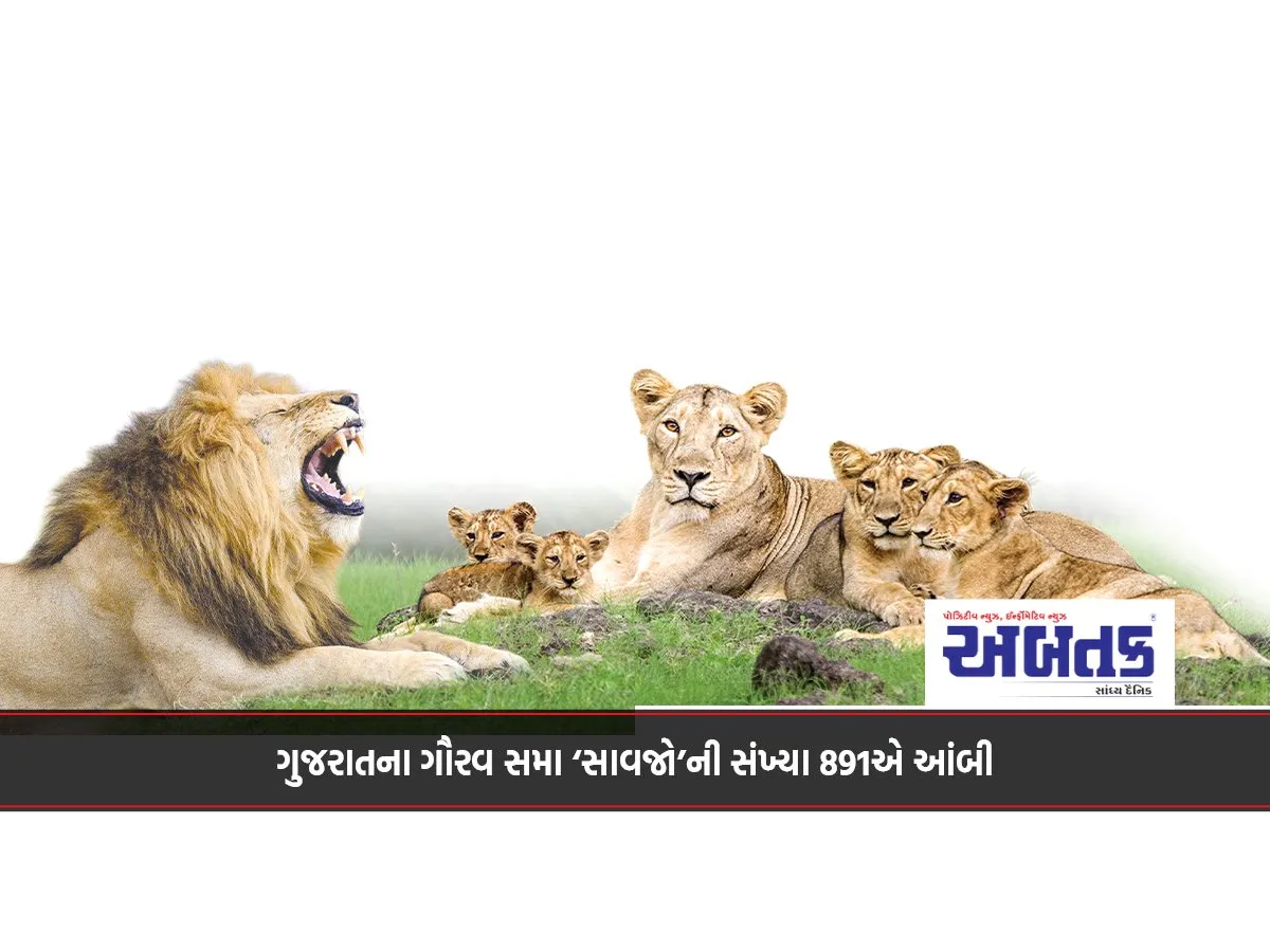 The Number Of 'Savjo', The Pride Of Gujarat, Has Reached 891.