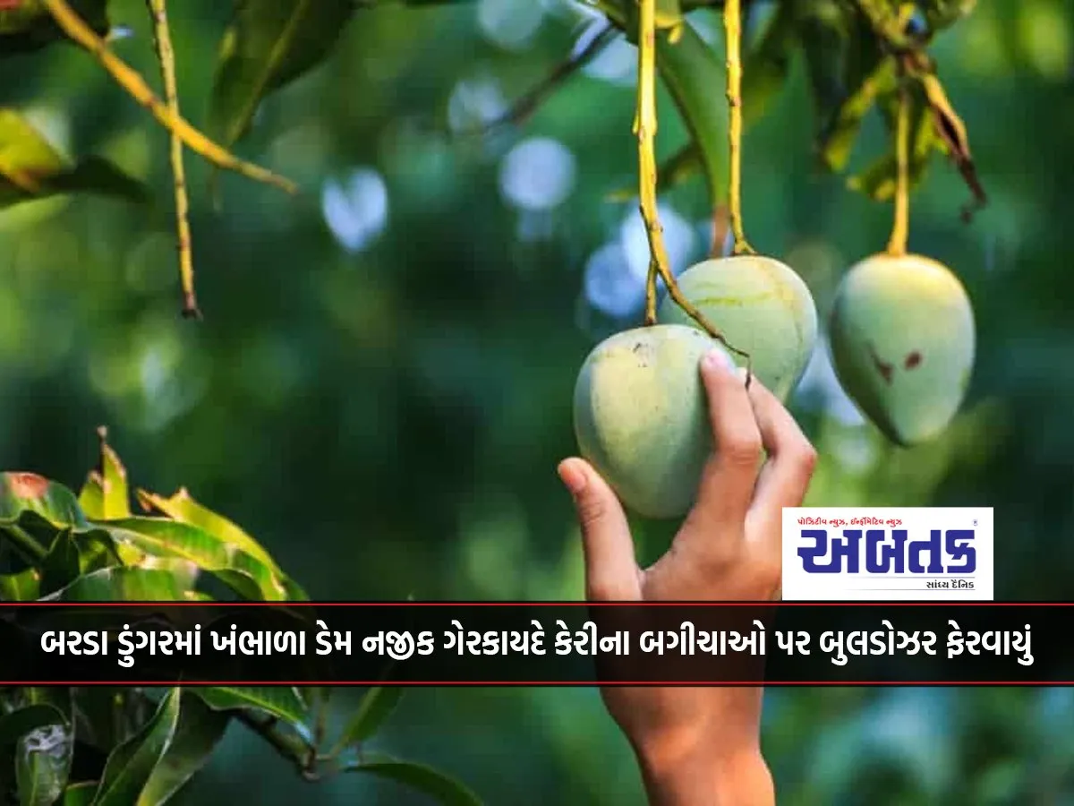 Illegal Mango Orchards Near Khambhala Dam In Barda Dungar