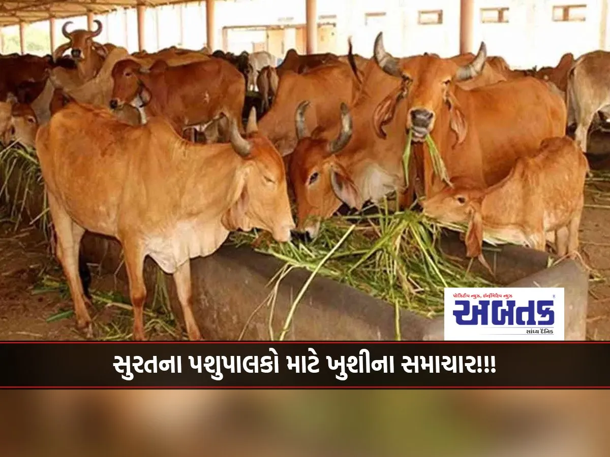Good News For The Cattle Farmers Of Surat!!!