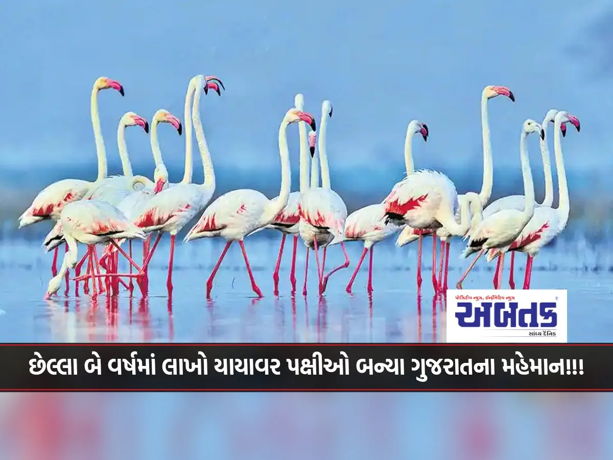 In The Last Two Years, Millions Of Migratory Birds Have Become Guests Of Gujarat!!!