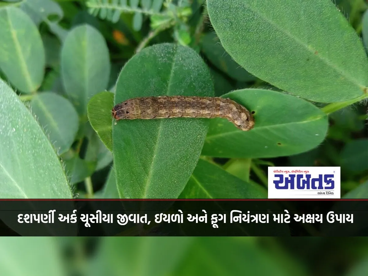Dashaparni Extract Is A Permanent Remedy For Controlling Sucking Pests, Caterpillars And Fungi.