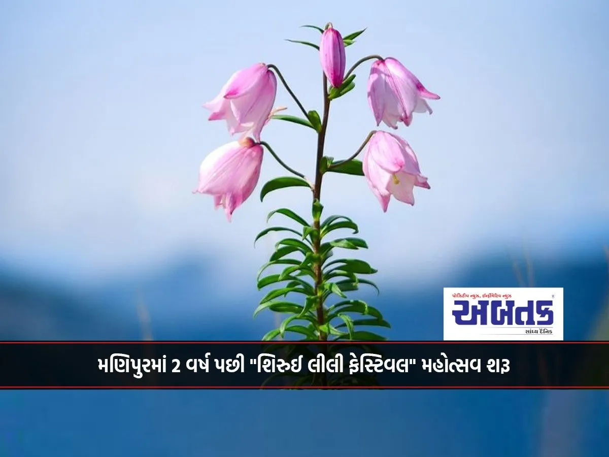 &Quot;Shirui Lily Festival&Quot; Begins In Manipur After 2 Years!!!