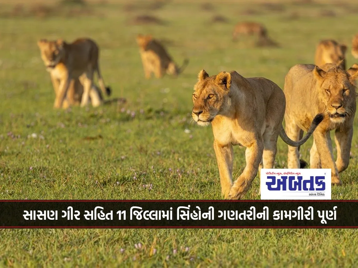 Lion Census Completed In 11 Districts Including Sasan Gir!!!